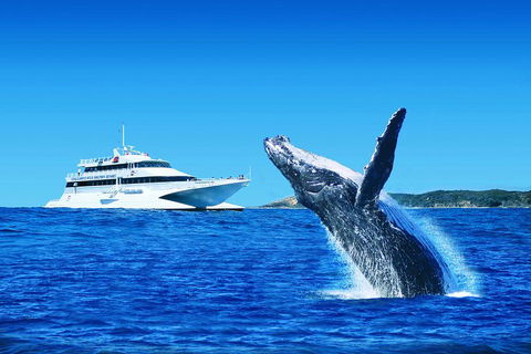 Tangalooma Island Resort Whale Watching Day Cruise - Accommodation Noosa 1