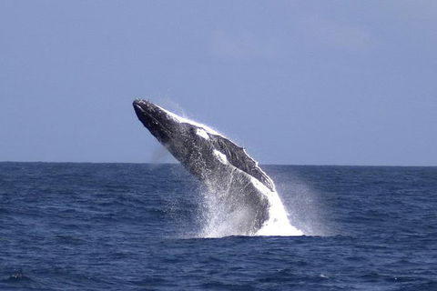 Tangalooma Island Resort Whale Watching Day Cruise - Accommodation Noosa 4