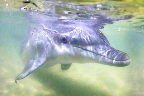 Tangalooma Island Resort Whale Watching Day Cruise With Dolphin Feeding - Accommodation Noosa 0