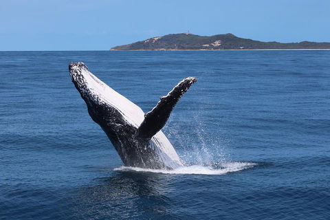 Tangalooma Island Resort Whale Watching Day Cruise With Dolphin Feeding - Accommodation Noosa 3