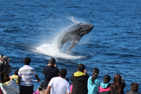 Tangalooma Island Resort Whale Watching Day Cruise With Dolphin Feeding - Accommodation Noosa 5