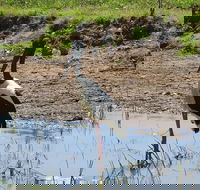 Darwin to Kakadu Day Trip by Air Including Yellow Water Cruise - Accommodation Noosa