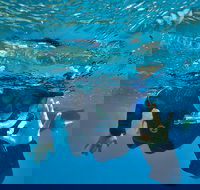 3 Day Whitsundays Sailing and Diving Adventure Kiana - Accommodation Noosa