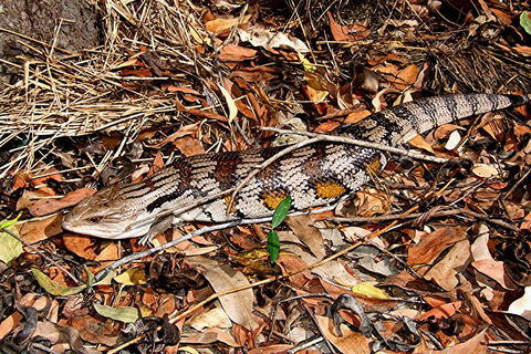 Hartley's Crocodile Adventures General Entry Ticket - Accommodation Noosa 5