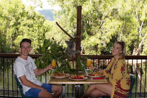 Hartley's Crocodile Adventures Breakfast With The Koalas - Accommodation Noosa 5