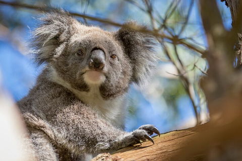 Phillip Island Penguin And Koala Highlights Day-Trip From Melbourne - Accommodation Noosa 2