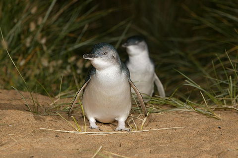 Phillip Island Penguin And Koala Highlights Day-Trip From Melbourne - Accommodation Noosa 3