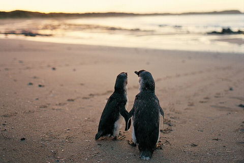 Phillip Island Penguin And Koala Highlights Day-Trip From Melbourne - Accommodation Noosa 4