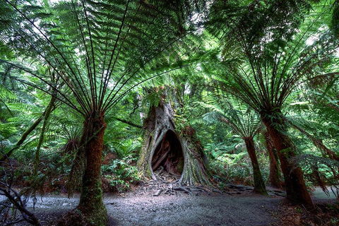 2-Day Melbourne To Adelaide Tour: Great Ocean Road And Grampians One Way Trip - Accommodation Noosa 3