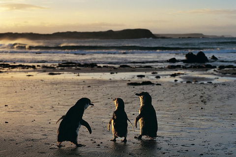 Small-Group Phillip Island Day Trip From Melbourne With Penguin Plus Viewing - Accommodation Noosa 2