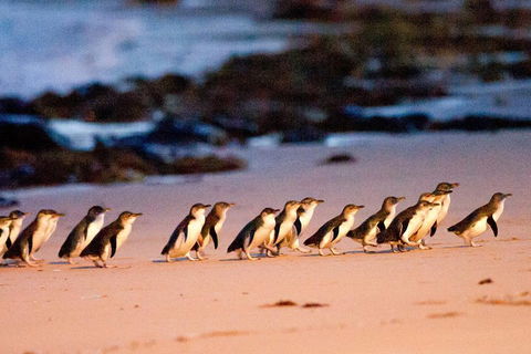 Small-Group Phillip Island Day Trip From Melbourne With Penguin Plus Viewing - Accommodation Noosa 4