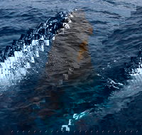 Phillip Island Whale Watching Tour - Accommodation Noosa