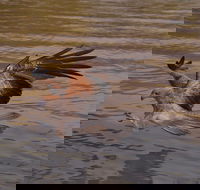 Litchfield and Jumping Crocodiles Full Day Trip from Darwin - Accommodation Noosa
