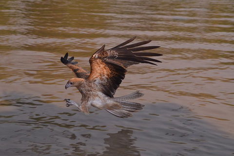 Litchfield And Jumping Crocodiles Full Day Trip From Darwin - Accommodation Noosa 0