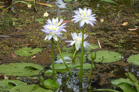 Yellow Water Cruise - Kakadu - Accommodation Noosa 0