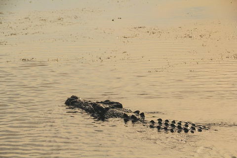 Yellow Water Cruise - Kakadu - Accommodation Noosa 2