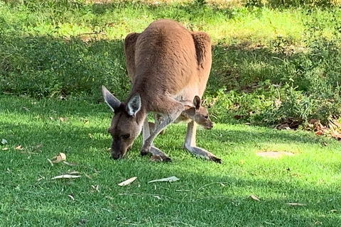 Pinnacles Day Trip From Perth Including Yanchep National Park - Accommodation Noosa 4