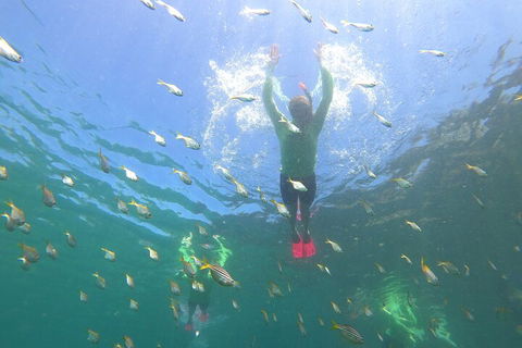 Manly Snorkel Trip And Nature Walk With Local Guide - Accommodation Noosa 0