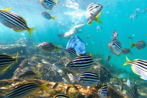 Manly Snorkel Trip And Nature Walk With Local Guide - Accommodation Noosa 2