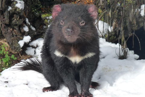 Day Keeper Tour - Accommodation Noosa 4