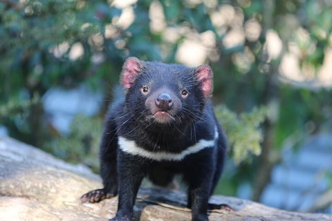 1-Hour Tasmanian Devil Feeding Day Tour At Cradle Mountain - Accommodation Noosa 1