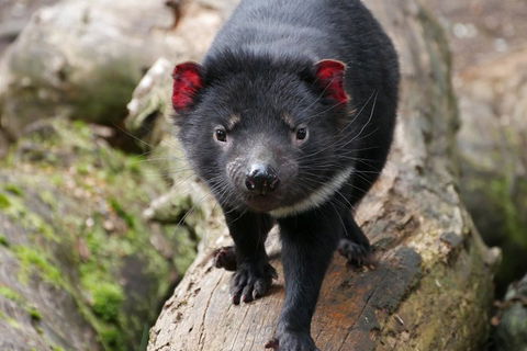 1-Hour Tasmanian Devil Feeding Day Tour At Cradle Mountain - Accommodation Noosa 4