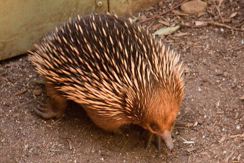 Puffing Billy And Healesville Sanctuary Scenic Tour - Accommodation Noosa 0