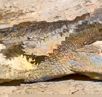 4-Day Cairns Ultimate Combo Daintree Rainforest Reef Kuranda  Paronella Park - Accommodation Noosa