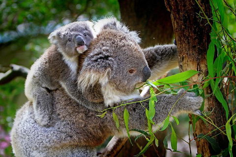 Private Two Day Great Ocean Road Tour - Accommodation Noosa 2