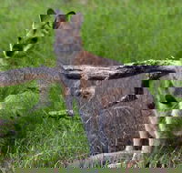 Ultimate Blue Mountains and Wildlife Tour