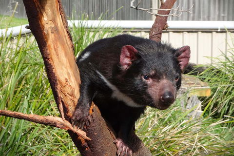 Tasmania 4 Day East Coast + Launceston - Accommodation Noosa 2