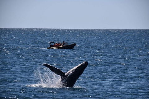 Adventure Whale Watching Tour Mooloolaba - Accommodation Noosa 1