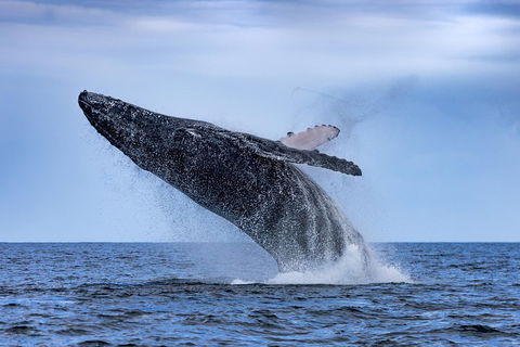 Adventure Whale Watching Tour Mooloolaba - Accommodation Noosa 2