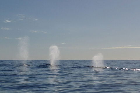Adventure Whale Watching Tour Mooloolaba - Accommodation Noosa 3