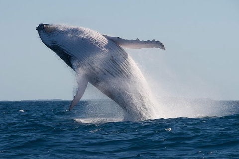 Adventure Whale Watching Tour Mooloolaba - Accommodation Noosa 5