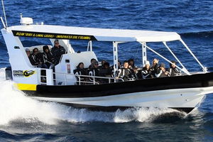Mooloolaba Whale Watching Tour