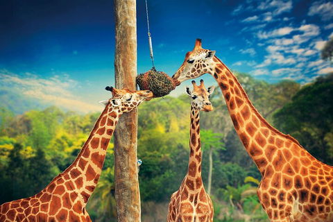 Croc Express To Australia Zoo From Gold Coast - Accommodation Noosa 5