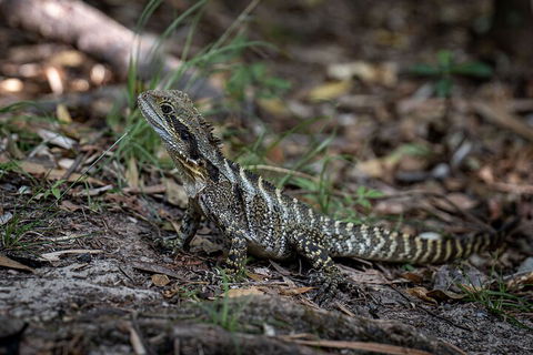 Cape Byron Aboriginal Tour - Accommodation Noosa 3