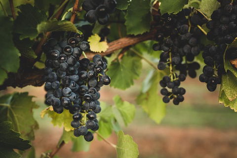 Hideaway Private Tours Hunter Valley- Indulgence Wine Tour (Full Day) - Accommodation Noosa 3