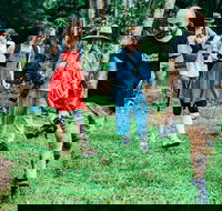 Let's Go Buggin  Let's Go Shroomin - Photography  Nature Walking Tours - Accommodation Noosa