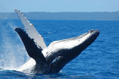 Mooloolaba Whale Watching Tour - Accommodation Noosa 0