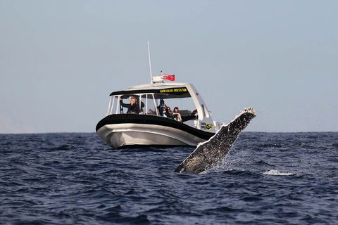 Mooloolaba Whale Watching Tour - Accommodation Noosa 3