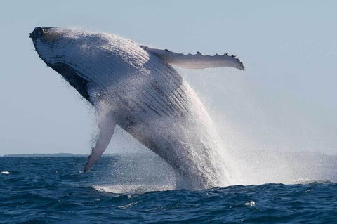 Mooloolaba Whale Watching Tour - Accommodation Noosa 4