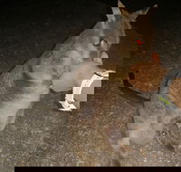 Private Tour to Paronella Park Historic Village Herberton and wild life Wallaby - Accommodation Noosa