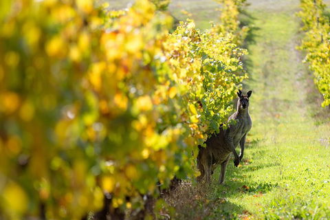 Margaret River 3 Day Escape - Accommodation Noosa 4