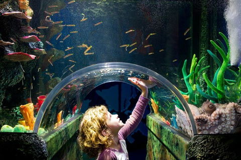 Melbourne BIG Ticket - LEGOLAND Discovery And SEA LIFE Melbourne - Accommodation Noosa 2