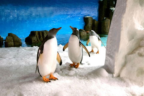 Penguin Passport At SEA LIFE Melbourne Aquarium - Accommodation Noosa 1
