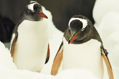 Penguin Passport At SEA LIFE Melbourne Aquarium - Accommodation Noosa 2