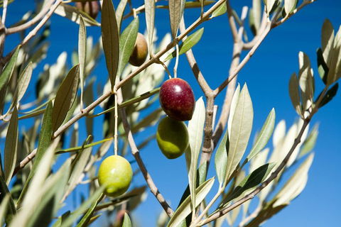 Fine Flavours - Full Day Kangaroo Island Food & Wine Tour - Accommodation Noosa 4