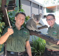 Virtual Interactive Australian Wildlife Tour With Private Guide-Wildlife Habitat - Accommodation Noosa